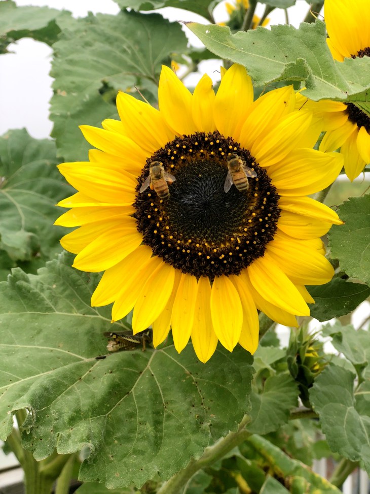 F378FA65-411E-4D93-B6F8-91CA115C7E34