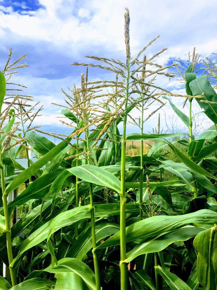 12318BA2-E747-4EF3-9C1E-93D19E706A17