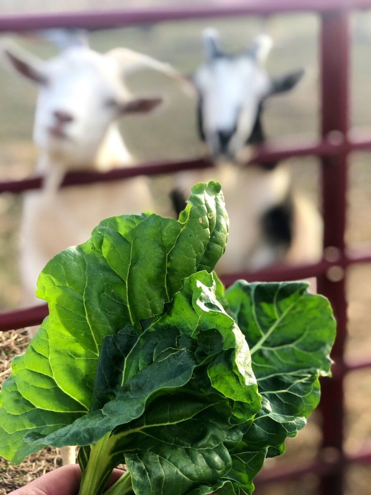 A15C8C87-0CCC-4018-B449-52DA57FFAF00