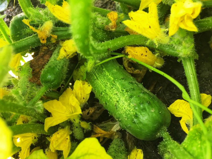 F9A2E9D6-2BF0-41BA-BF3F-B769C515743C